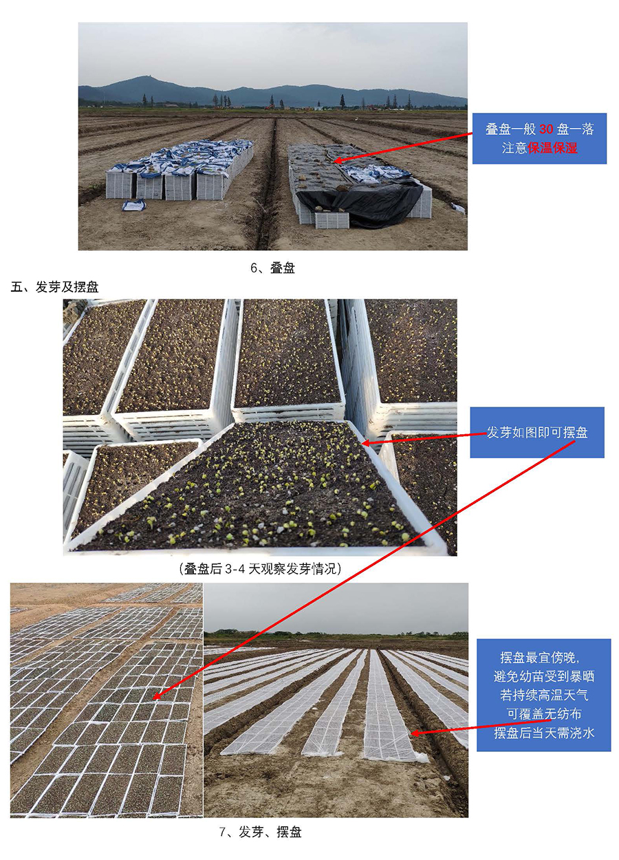 云馬--油菜毯狀苗育苗技術流程_頁面_5.jpg